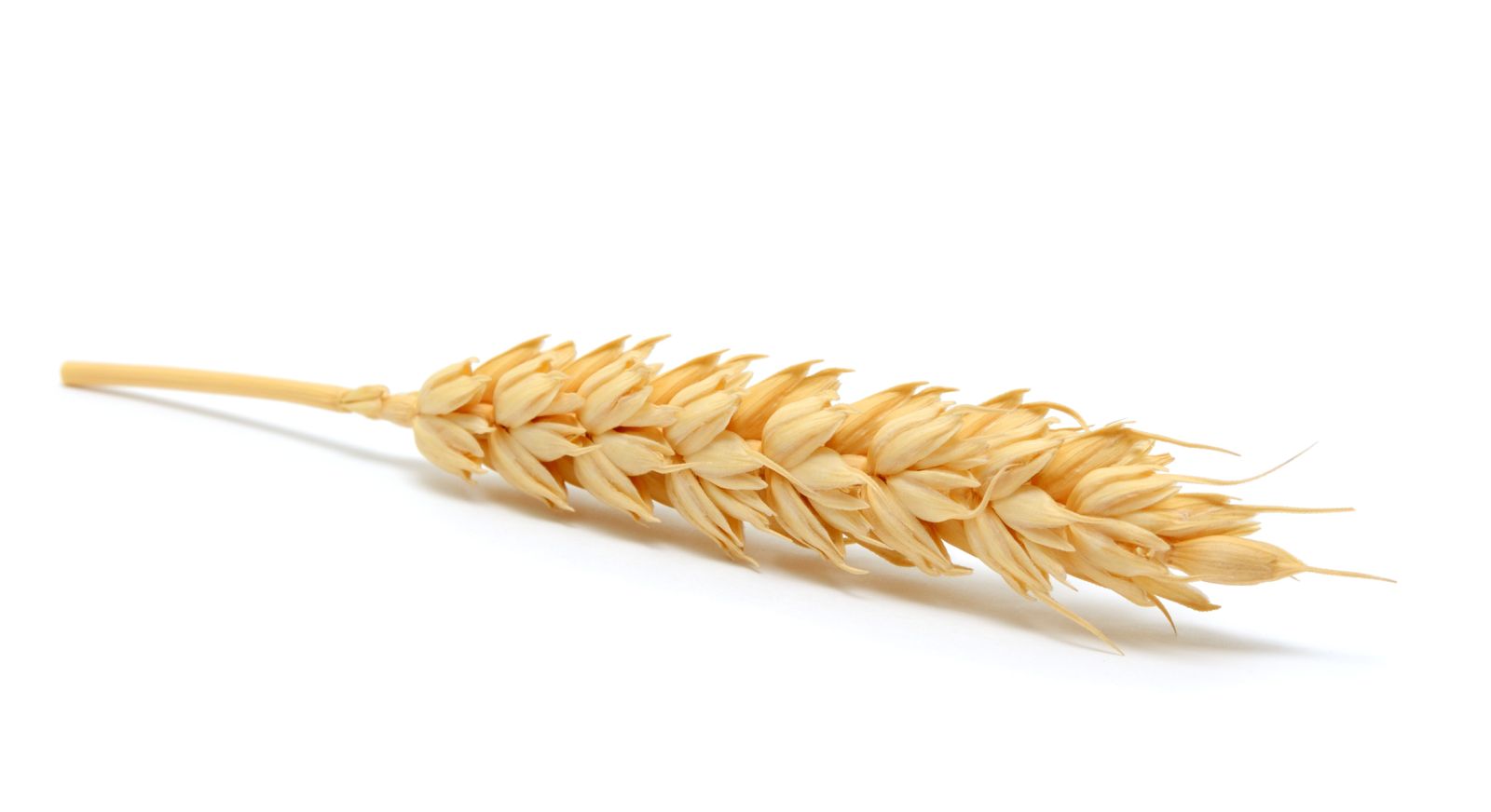 Single stalk of wheat on white background by texturis via iStock